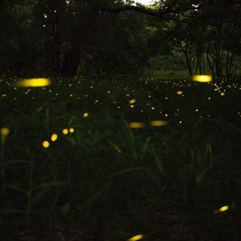 A glowing field of fireflies illuminating a dark, wooded area at dusk.